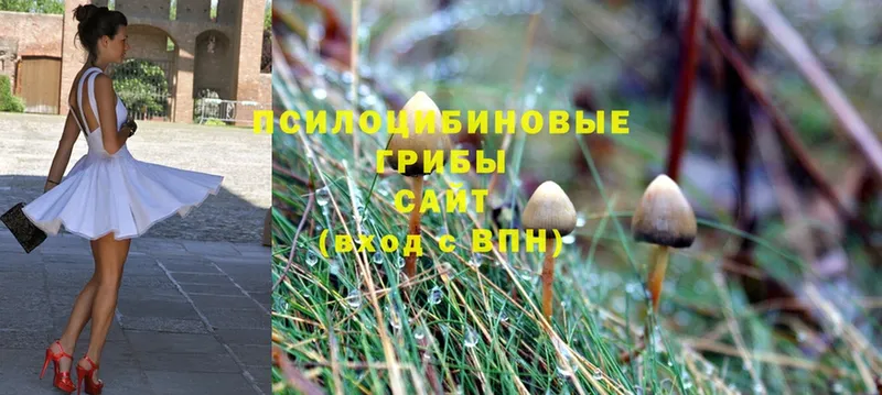 дарнет шоп  Жуковский  Псилоцибиновые грибы Magic Shrooms 